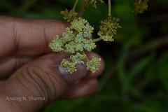 Heracleum sprengelianum